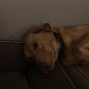 Meet your Posher, Brian